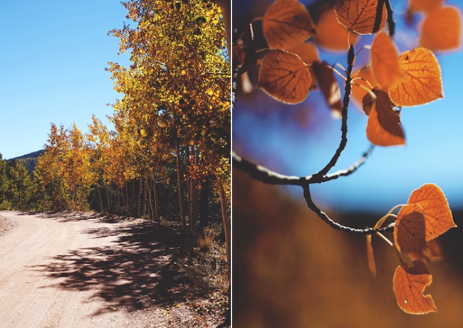 aspens collage 1