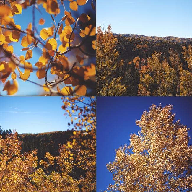 aspens collage 5